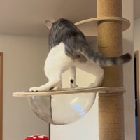 キャットタワーの上でとまどう猫