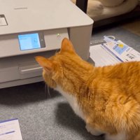 プリンターを見ている猫