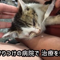 頭をなでられる子猫