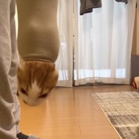 フリースの袖口から顔を出している猫