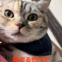 見つめる猫
