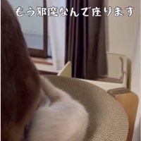 立っている大人の猫と横になっている子猫