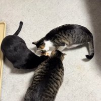 ご飯を食べている3匹の猫