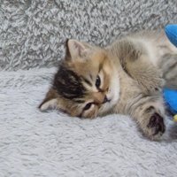 ペンギンの横でまどろむ子猫