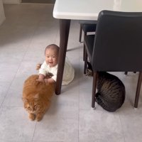 トントンされる猫