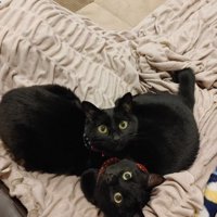 寄り添う2匹の猫