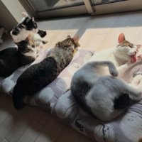 寝ている猫たち