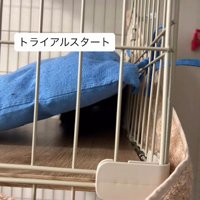 クッションに隠れる猫