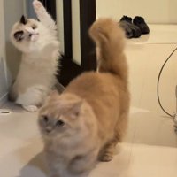 両手を上げる猫