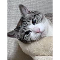 室内にいる猫