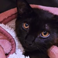 抱っこしてもらっている子猫