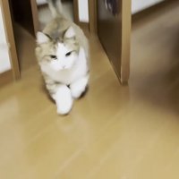 ドアから出てくる猫の写真3
