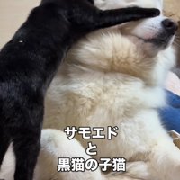 子猫にじゃれつかれて目隠しをされる犬