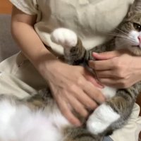 抱っこされる猫