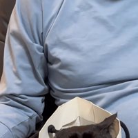 紙袋に入った猫の写真2