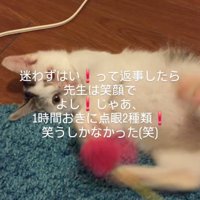 遊ぶ子猫
