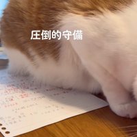 宿題の上に座り込む猫