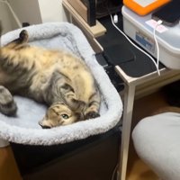 お腹を見せた姿