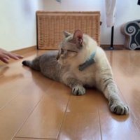 壁の方を見る猫