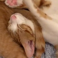 茶トラ猫のしっぽが首の上にかかっている茶白猫