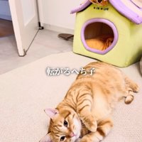 ベッドの前で寝ている茶トラ猫