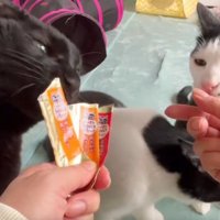 おやつを食べている猫