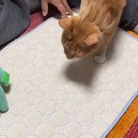 ペット用マットの上に乗る猫