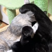 からまる黒猫とシルバータビー