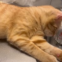 キッチン台でくつろぐ猫