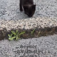 追いかけてくる黒猫