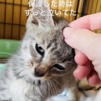 ケージの中でママに頭を撫でられる子猫