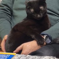 抱っこされる猫