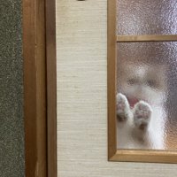 すりガラスの向こうにいる猫