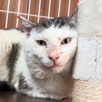 ケージの中で棒に寄りかかる猫
