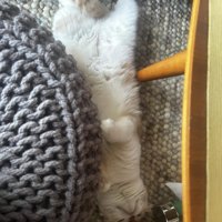 仰向けの猫