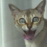 帰宅した飼い主を見て、大きな口を開けて目を見開く猫