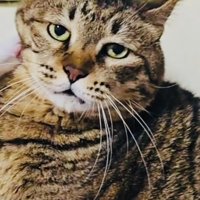 キジトラ猫にじゃれつくハチワレ猫