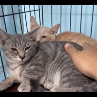 リラックスする猫