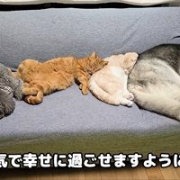 ソファーで寝る猫と犬たち