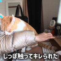 人の腕を噛む猫