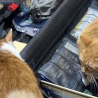 キャリーバッグの近くに集まる茶トラ猫と茶白猫