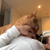 女性のおなかに乗って撫でてもらう猫