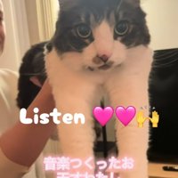 抱き上げられているカメラ目線の猫