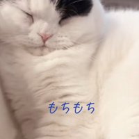目をつぶって寝ている猫