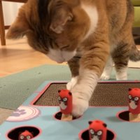 触るきなこちゃん