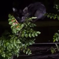 隠れてごはんを食べる子猫