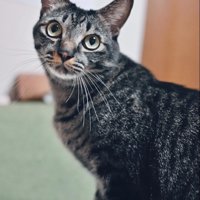 シュッとした猫に