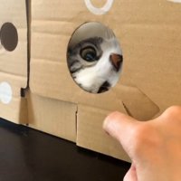 段ボールの向こうからこっちを見る猫2