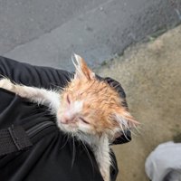 腕の中にいる子猫