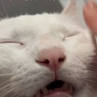 人にマッサージをされている猫